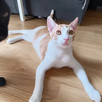 Refugio Felino Leo 7