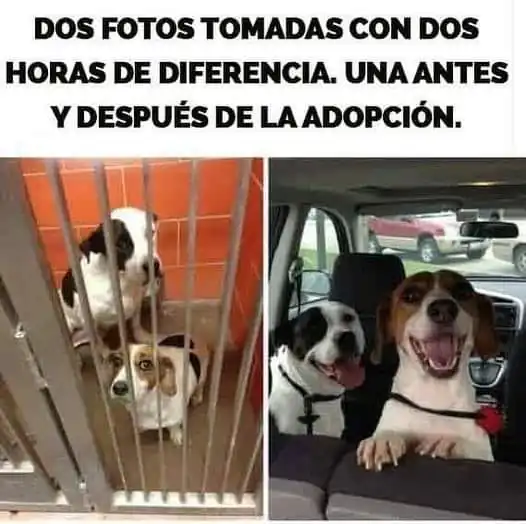 Rescate Amigos Peludos 2
