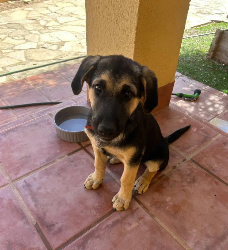 Rescate Amigos Peludos 3 1 768x842