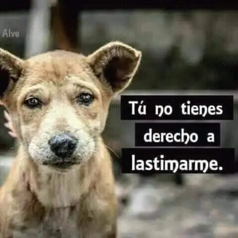 Rescate Amigos Peludos 4