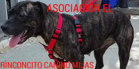 RinconcitoCanino 2