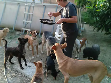 RinconcitoCanino 4 1