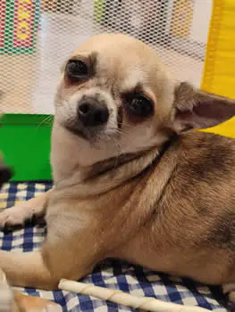 RinconcitoCanino 5 1