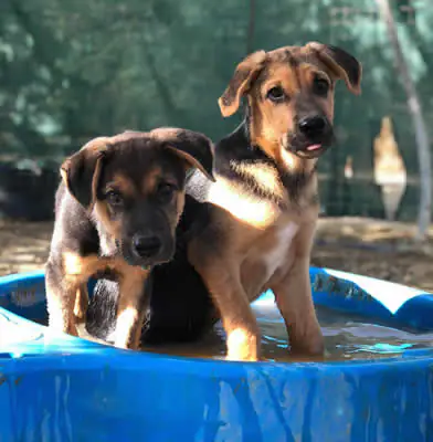 SOS AnimalsSpain 1 1