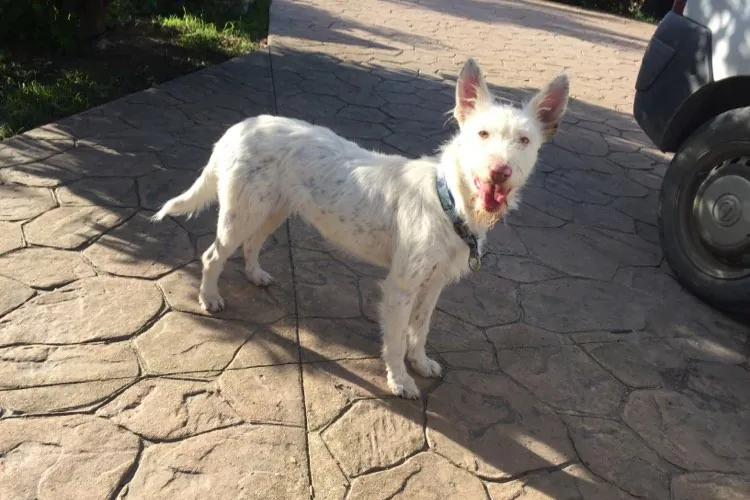 SOS AnimalsSpain 2 1