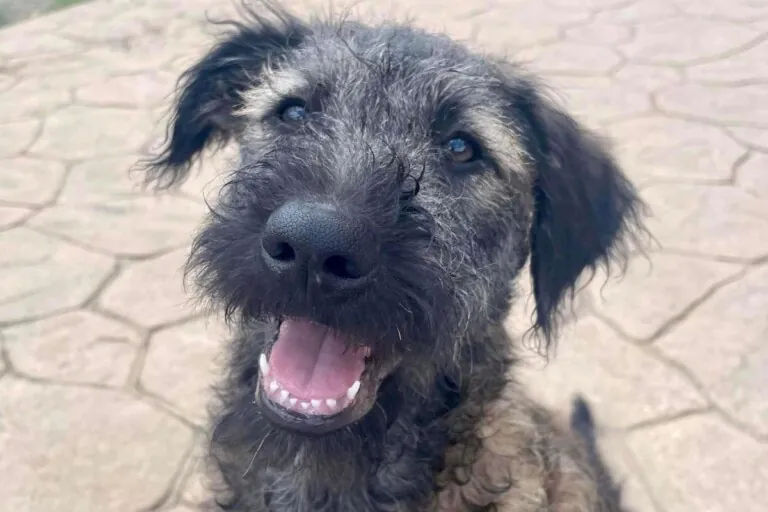 SOS AnimalsSpain 4 1 768x512