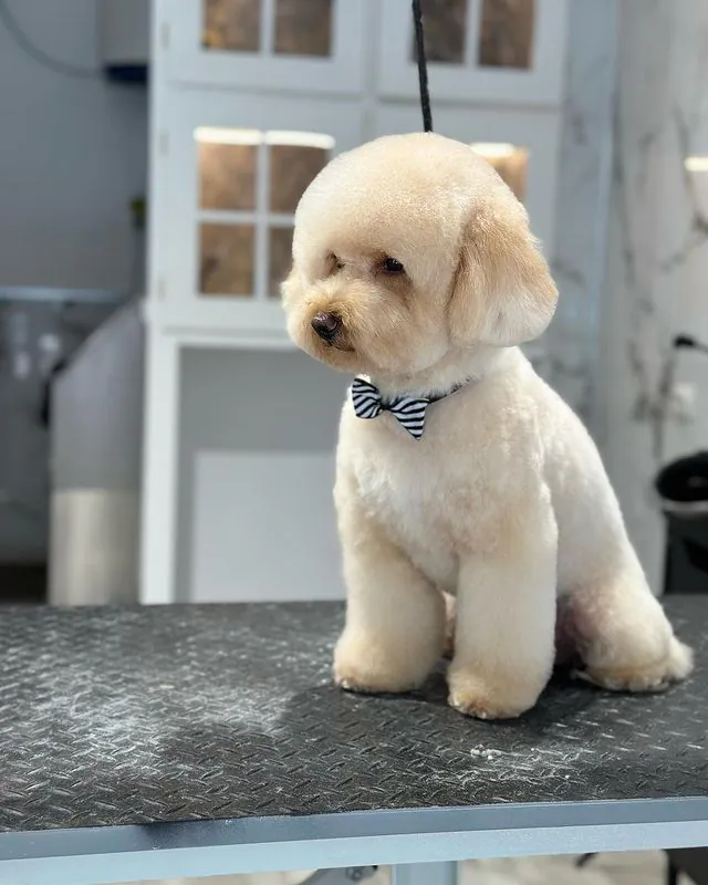 The Dog House peluqueria canina profesional