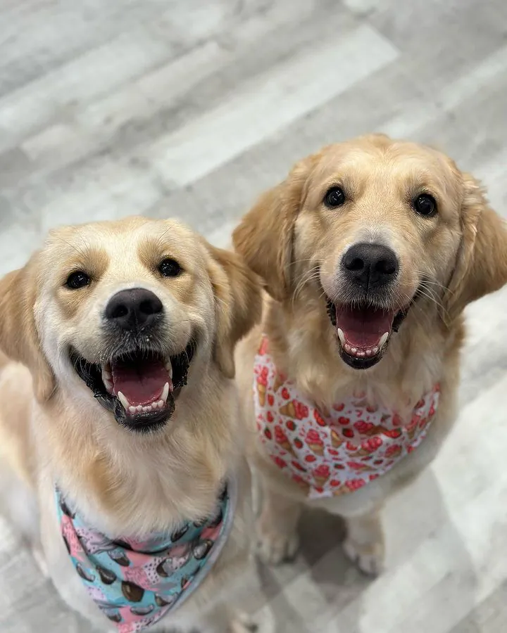 The Dog House peluqueria canina profesional2