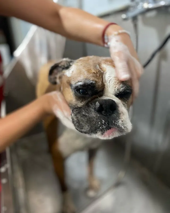 The Dog House peluqueria canina profesional3