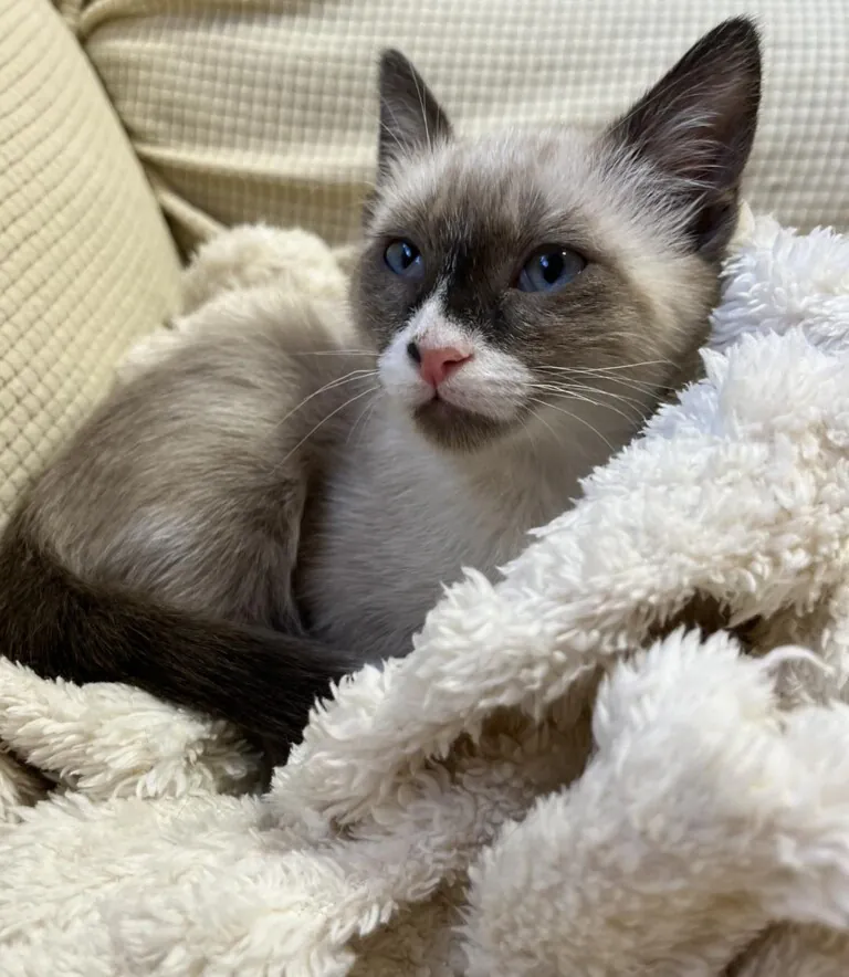 AdoptaVida 1 768x884