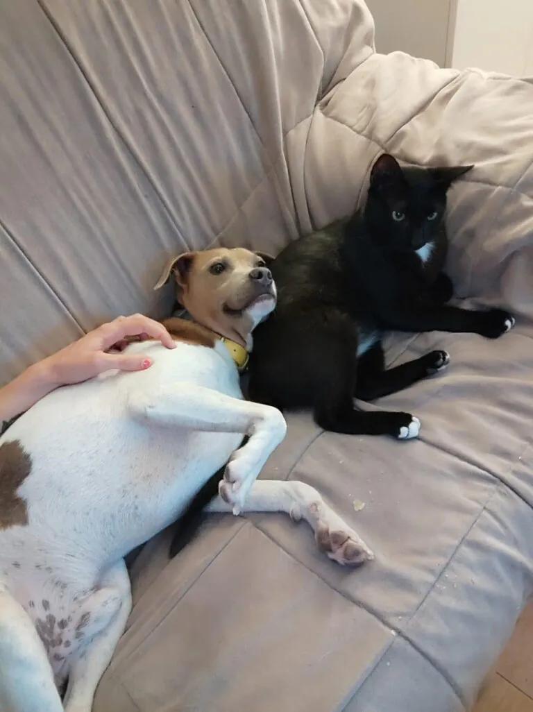 AdoptaVida 3 768x1026