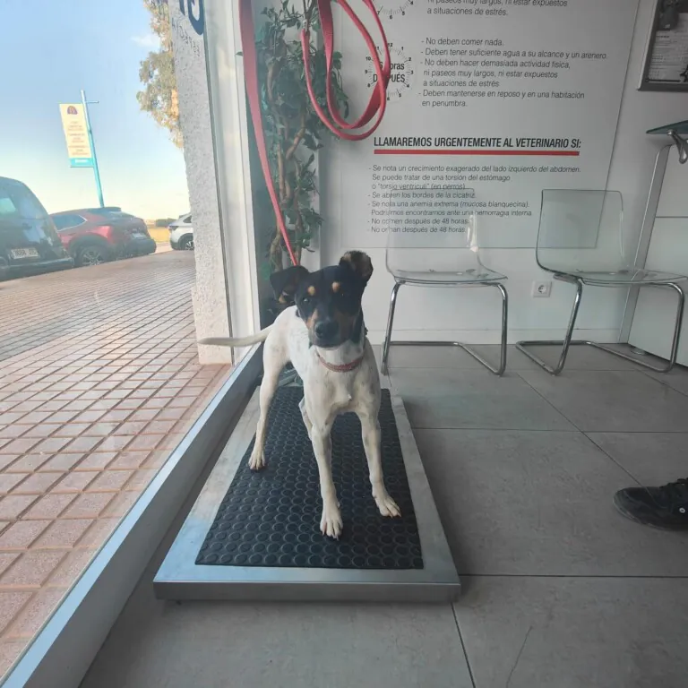 AdoptaVida 5 768x768