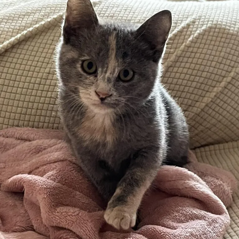 AdoptaVida 6 768x768