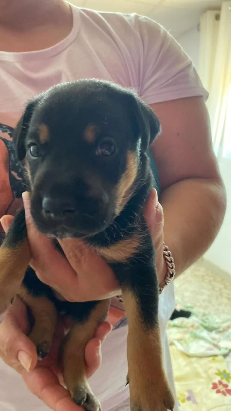 AdoptaVida 7 768x1365