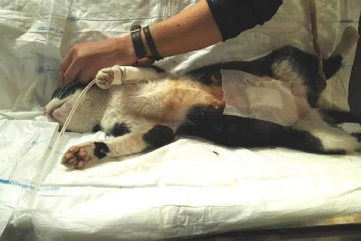 GatinesSinEstrellas 1