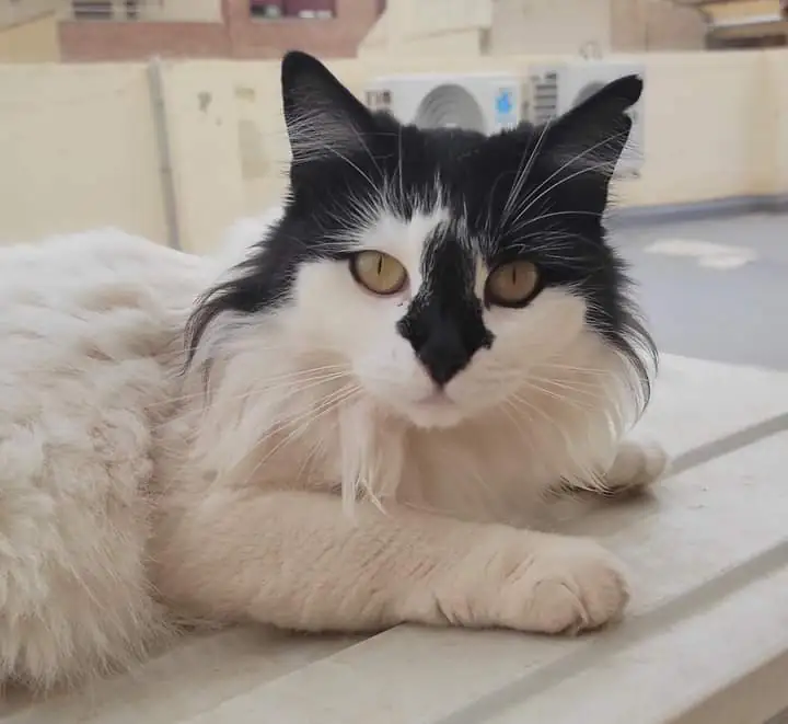 GatinesSinEstrellas 2 1