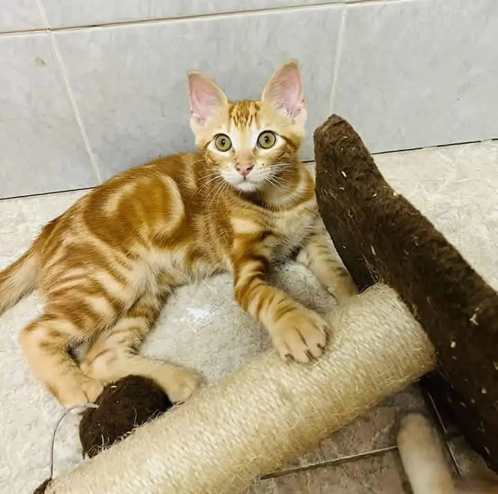 GatinesSinEstrellas 3