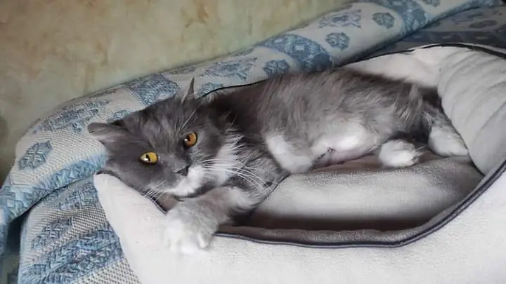 GatinesSinEstrellas 4