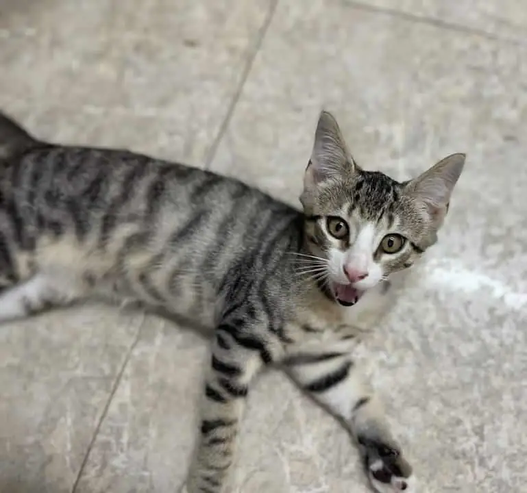 GatinesSinEstrellas 5