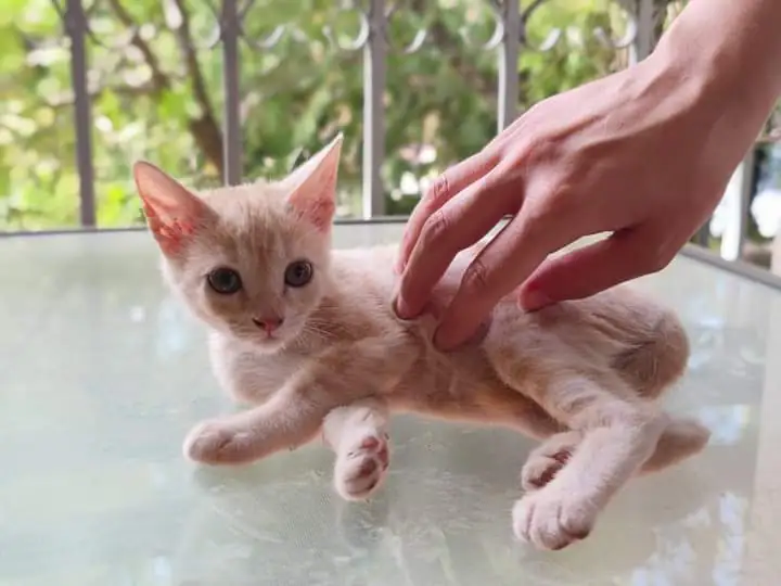 GatinesSinEstrellas 6