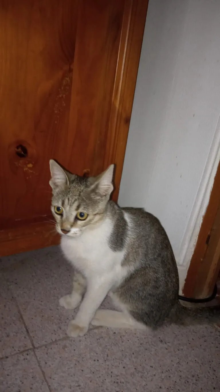 PlatAnimalistaLorca 1 768x1366