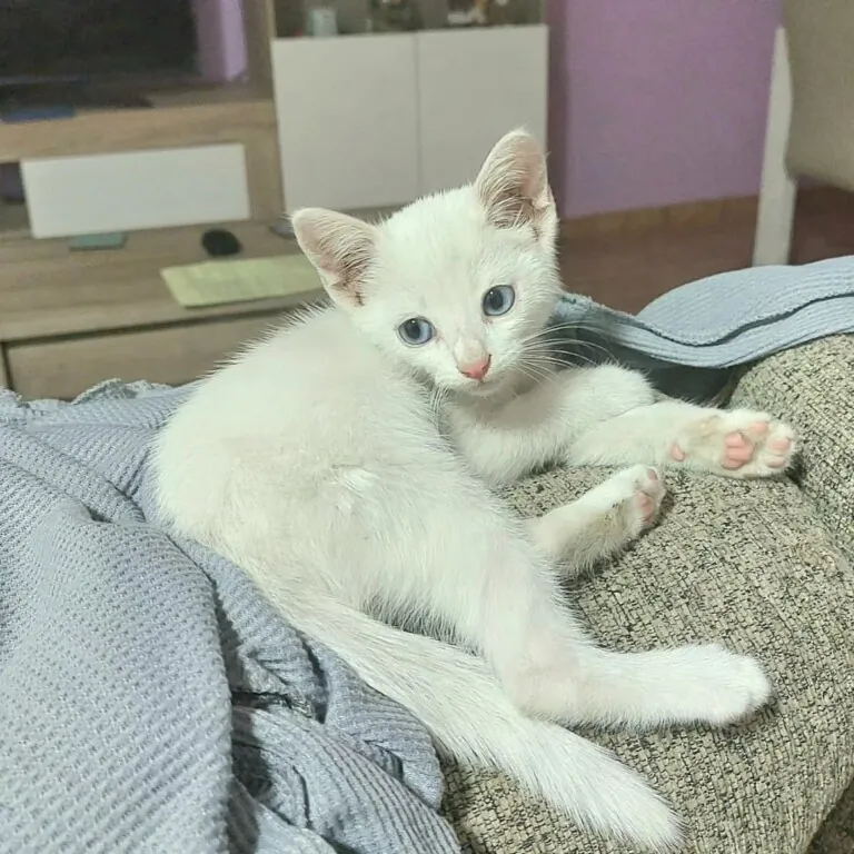 PlatAnimalistaLorca 2 768x768