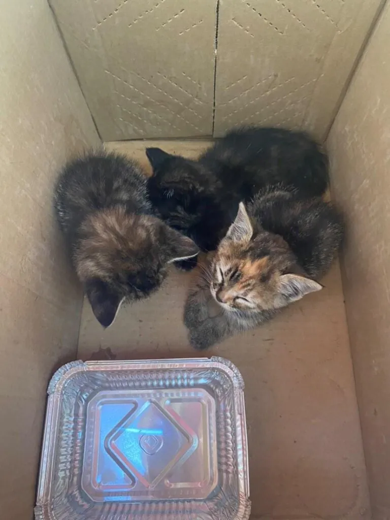 PlatAnimalistaLorca 3 768x1024