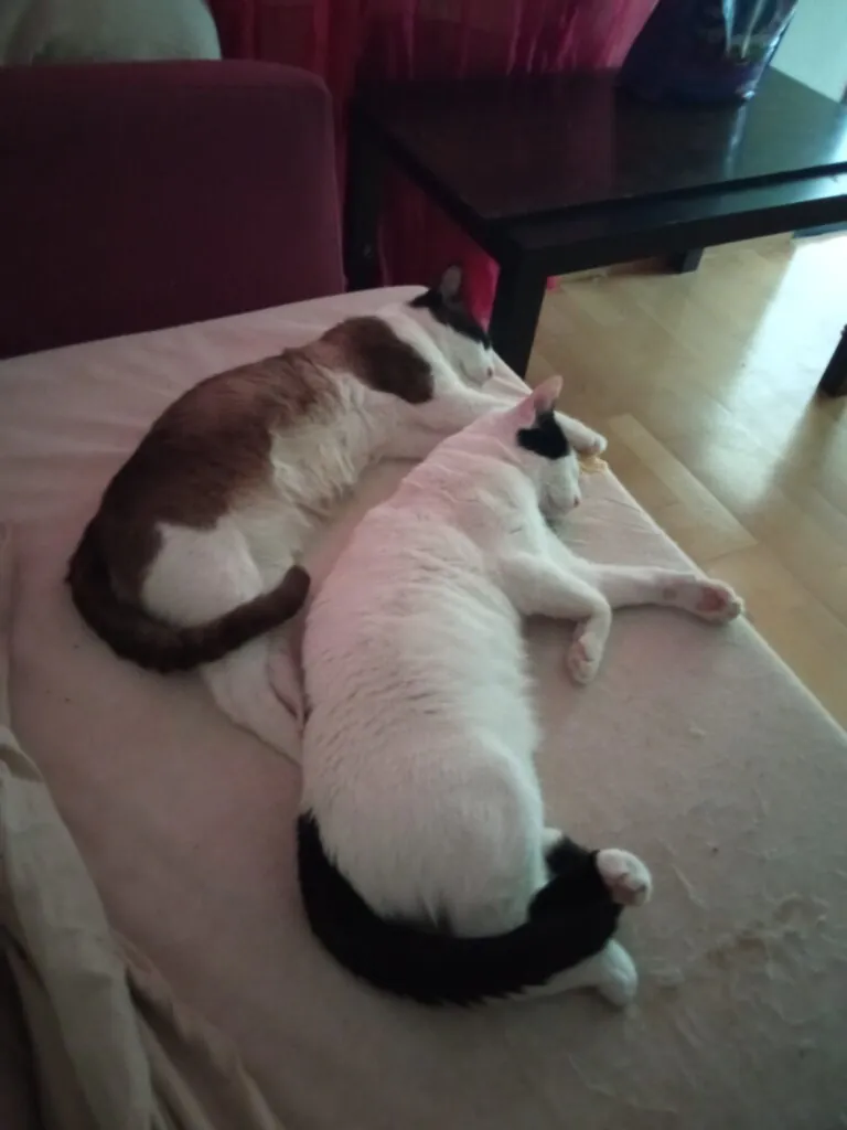 PlatAnimalistaLorca 4 768x1024