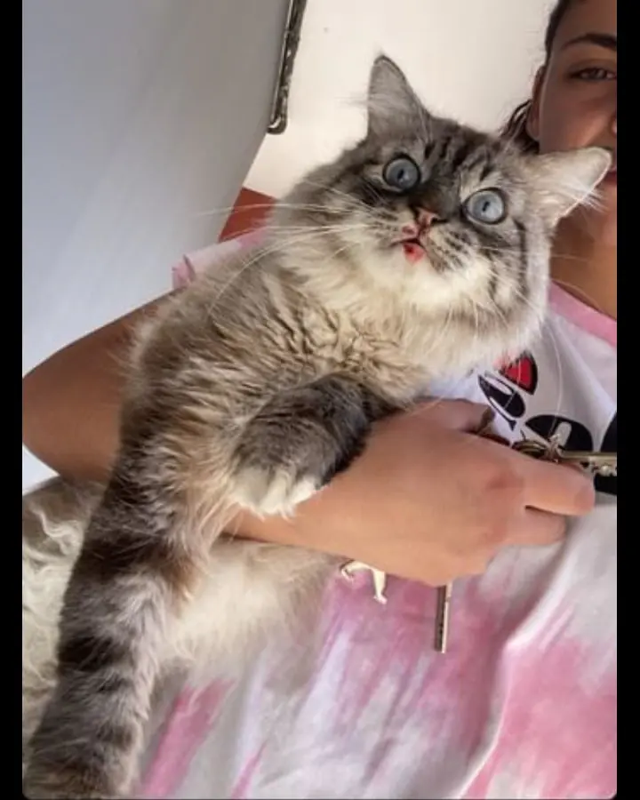 PlatAnimalistaLorca 5