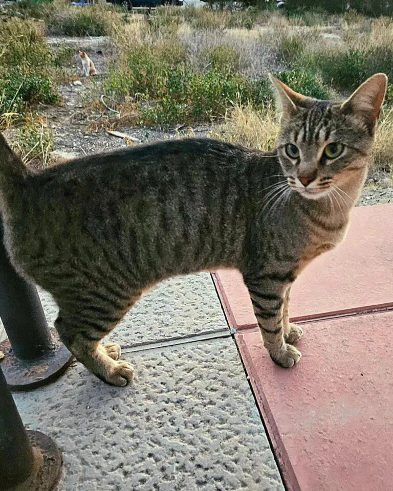 PlatAnimalistaLorca 6 768x960