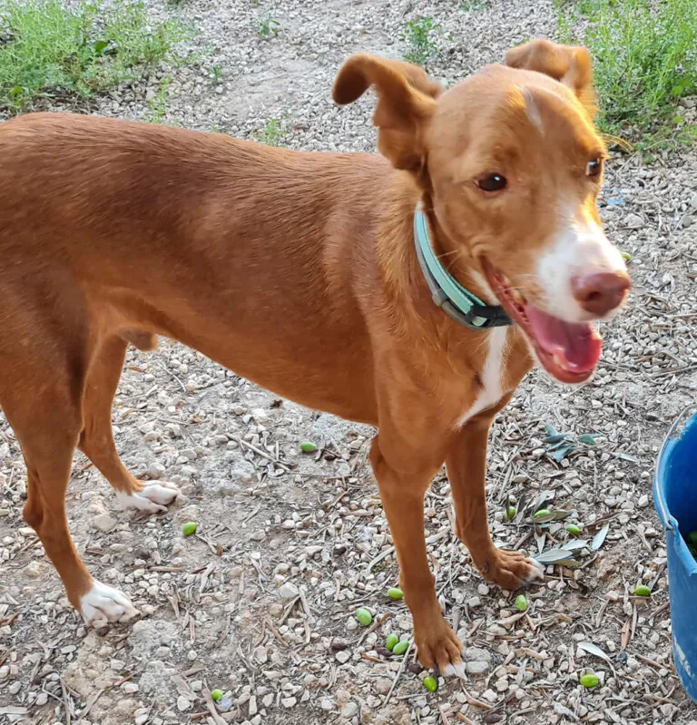 RefugioByron 2 768x799