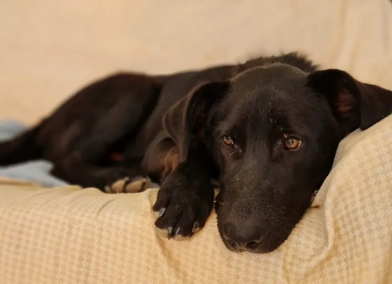 RefugioByron 6 768x556