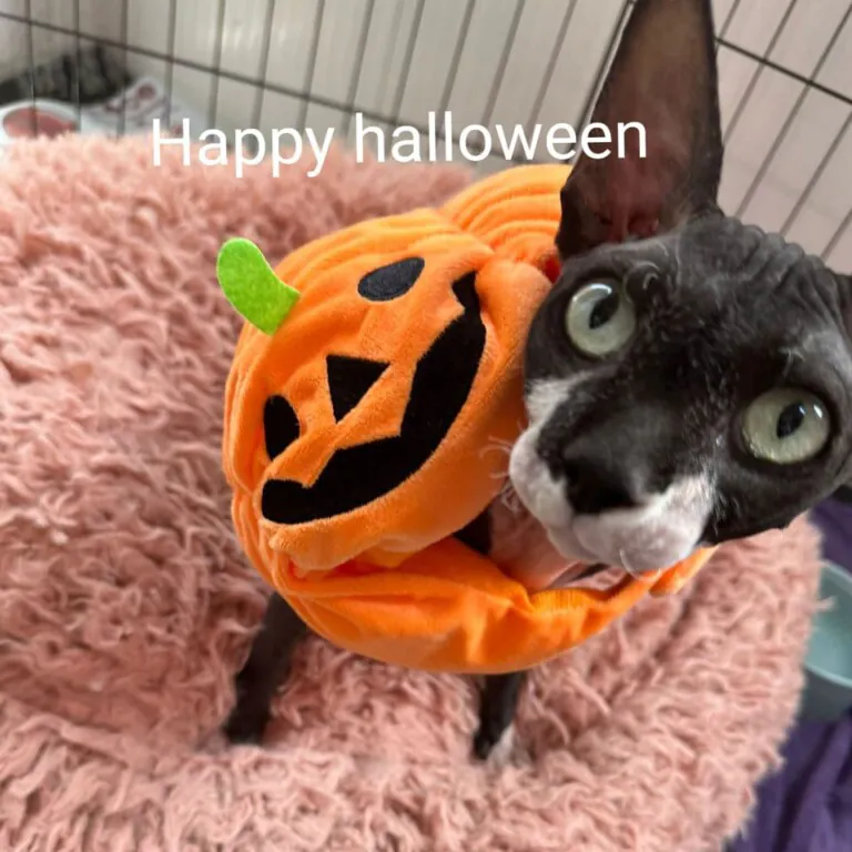 SOSGatosMurcia 1 768x768