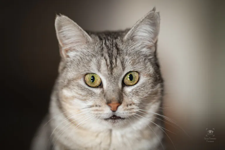 SOSGatosMurcia 2 768x512