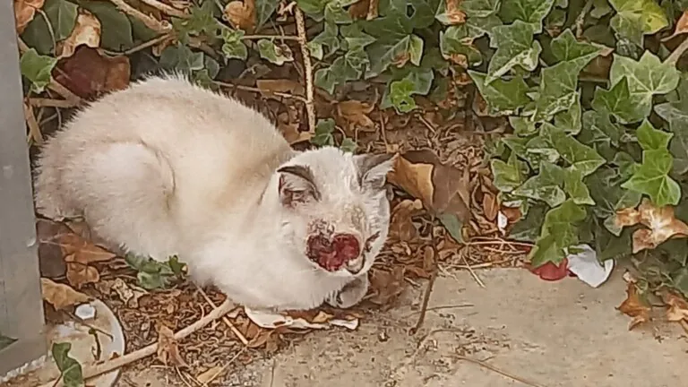 SOSGatosMurcia 3 768x432