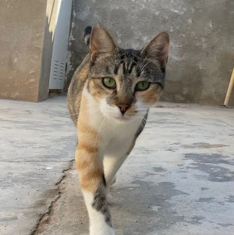 SOSGatosMurcia 7 768x770