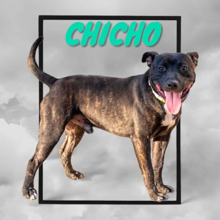 Superppperros 1 768x768