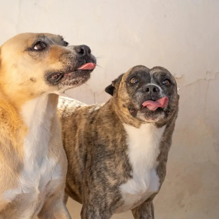 Superppperros 2 768x768