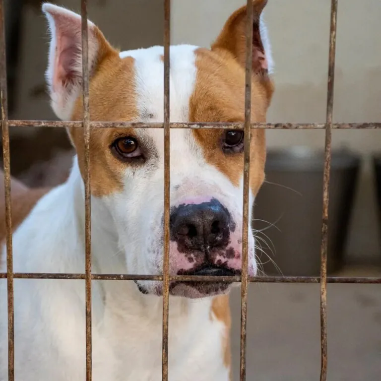 Superppperros 3 768x768