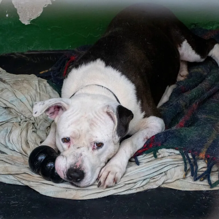 Superppperros 6 768x768