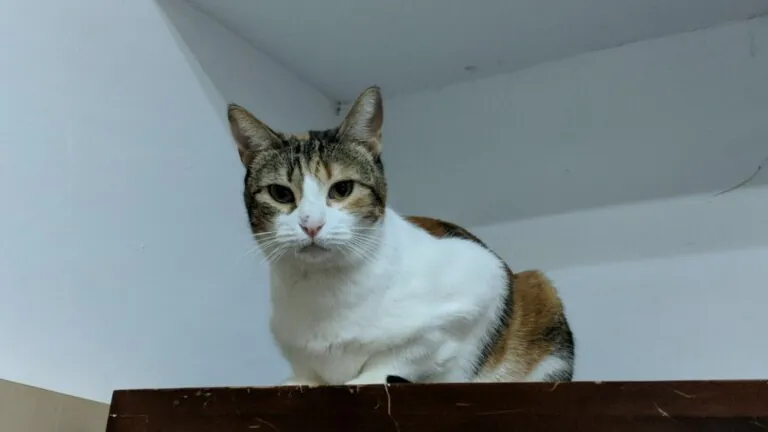 AsociacionLARA 1 768x432