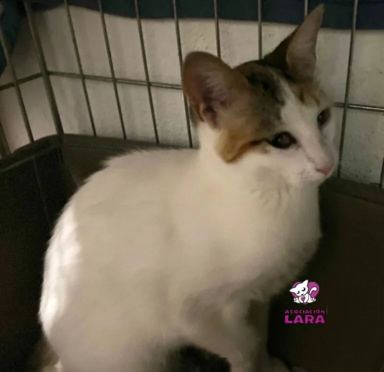 AsociacionLARA 2 768x743