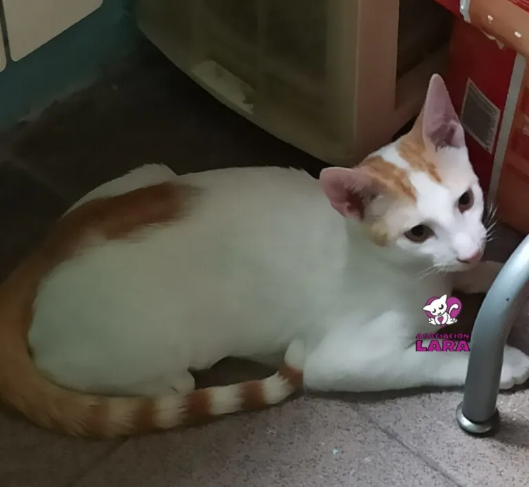 AsociacionLARA 4 768x708