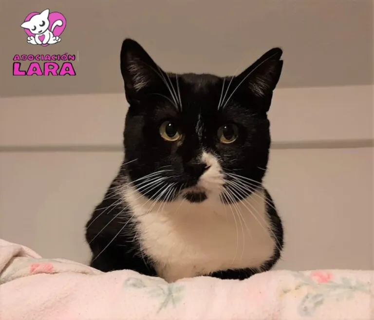 AsociacionLARA 5 768x657