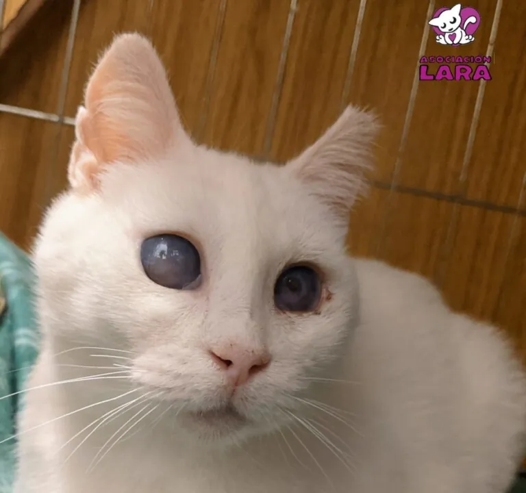 AsociacionLARA 6 768x720