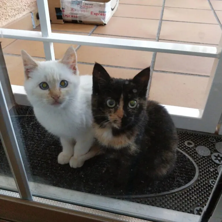 AsociacionLARA 7 768x768