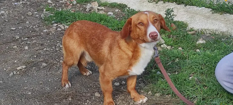 Arat Adopta 1 768x346