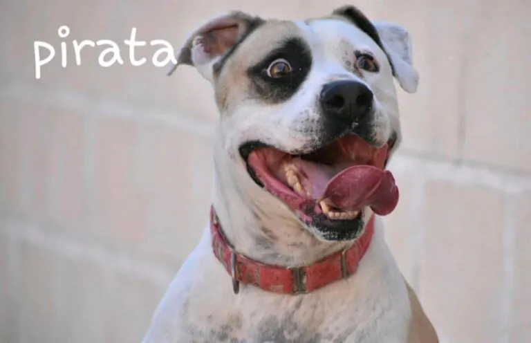 Arat Adopta 6 768x496