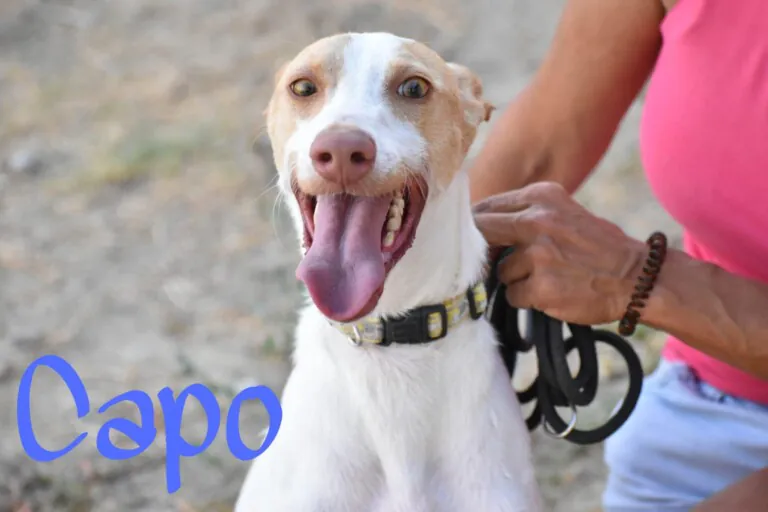 Arat Adopta 8 768x512