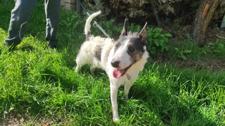 Ascan Madrid 1 768x432